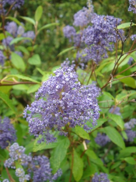 Ceanothus x delilianus 'Henri Desfosse' P11 P13